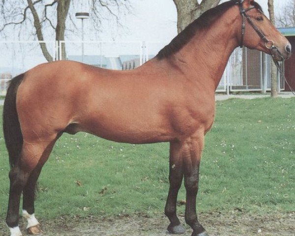 stallion Weltstar (Oldenburg, 1979, from Weltmeister)