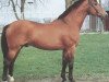 stallion Weltstar (Oldenburg, 1979, from Weltmeister)