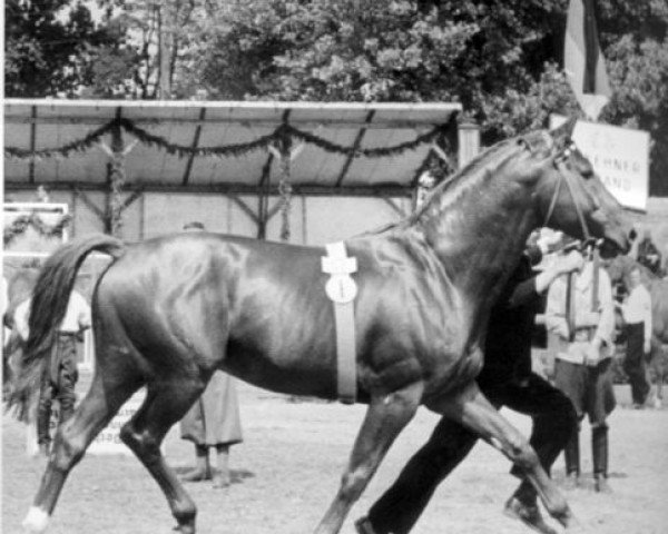 stallion Cyklon (Trakehner, 1942, from Helikon)