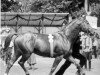 stallion Cyklon (Trakehner, 1942, from Helikon)