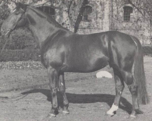 horse Cyrus (Westphalian, 1956, from Cyklon)