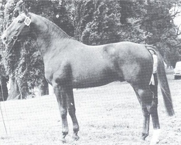 stallion Cyrian (Westphalian, 1966, from Cyrus)