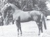stallion Cyrian (Westphalian, 1966, from Cyrus)