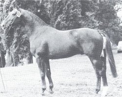 Deckhengst Cyrian (Westfale, 1966, von Cyrus)