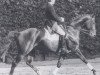 stallion Canaris (Westphalian, 1978, from Cyrian)