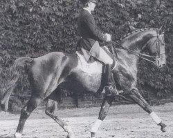 stallion Canaris (Westphalian, 1978, from Cyrian)