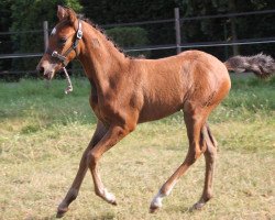 Dressurpferd Hidalgo (Deutsches Reitpony, 2012, von Halifax)