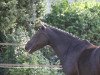 broodmare Poliana (German Riding Pony, 1999, from FS Pour l'Amour)