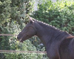 broodmare Poliana (German Riding Pony, 1999, from FS Pour l'Amour)