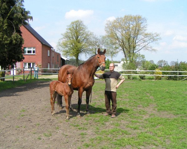Zuchtstute Lonierante (Koninklijk Warmbloed Paardenstamboek Nederland (KWPN), 1993, von Animo)