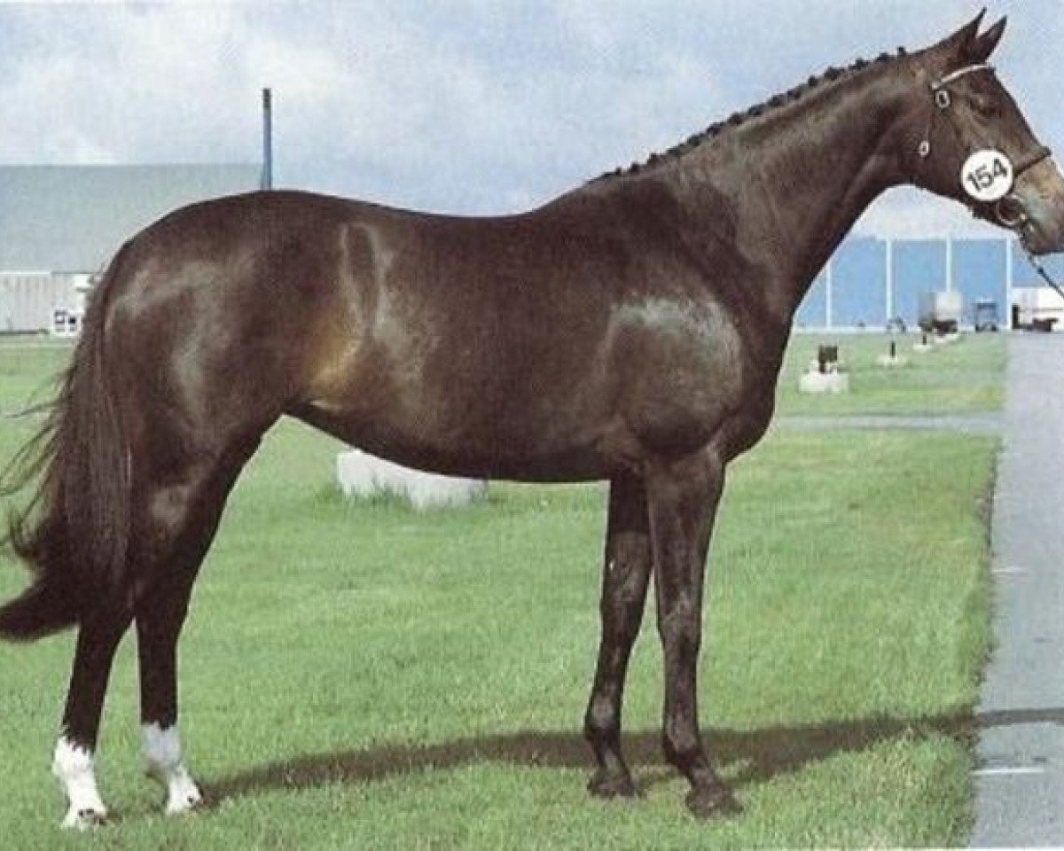 broodmare Øxenholm Pamina (Danish Warmblood, 1982, from Sandro)