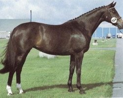 Zuchtstute Øxenholm Pamina (Dänisches Warmblut, 1982, von Sandro)