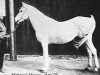 stallion Mabrouk Manial 1912 RAS (Arabian thoroughbred, 1912, from Farhan ox)
