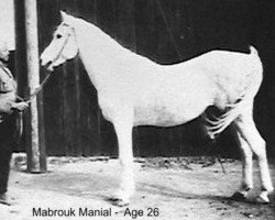 stallion Mabrouk Manial 1912 RAS (Arabian thoroughbred, 1912, from Farhan ox)