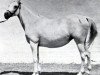 broodmare Bint Radia 1920 RAS (Arabian thoroughbred, 1920, from Mabrouk Manial 1912 RAS)