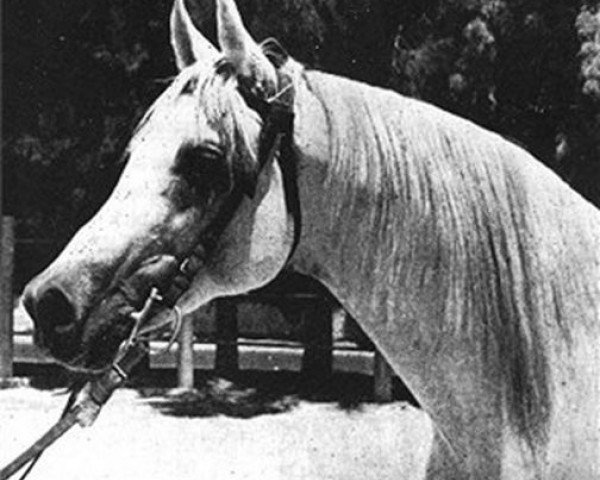 stallion Hamdan 1936 RAS (Arabian thoroughbred, 1936, from Ibn Rabdan 1917 RAS)