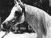 stallion Hamdan 1936 RAS (Arabian thoroughbred, 1936, from Ibn Rabdan 1917 RAS)