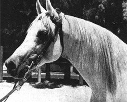 stallion Hamdan 1936 RAS (Arabian thoroughbred, 1936, from Ibn Rabdan 1917 RAS)