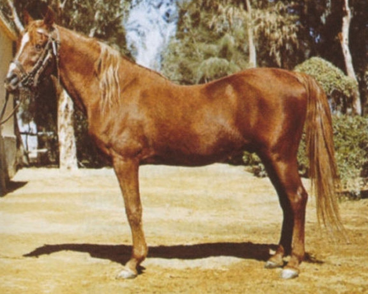 stallion Anter 1946 EAO (Arabian purebred, 1946, from Hamdan 1936 RAS)