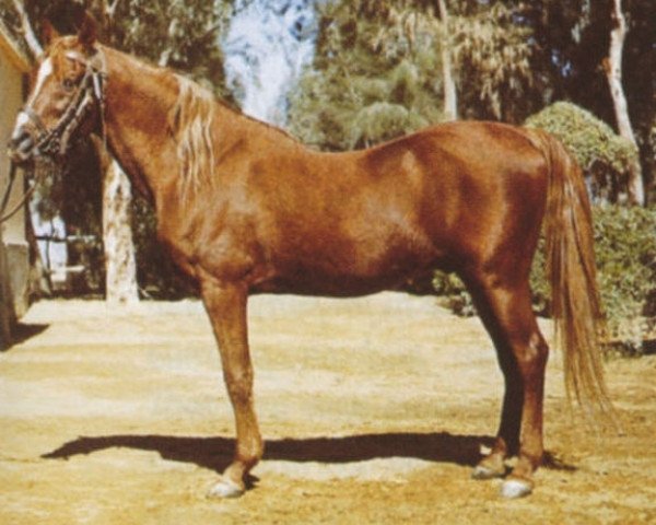stallion Anter 1946 EAO (Arabian thoroughbred, 1946, from Hamdan 1936 RAS)