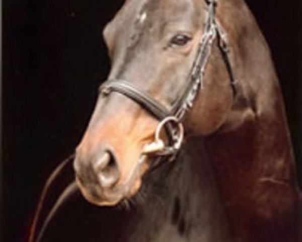 stallion Goldkäfer (Hanoverian, 1991, from Goldstern)