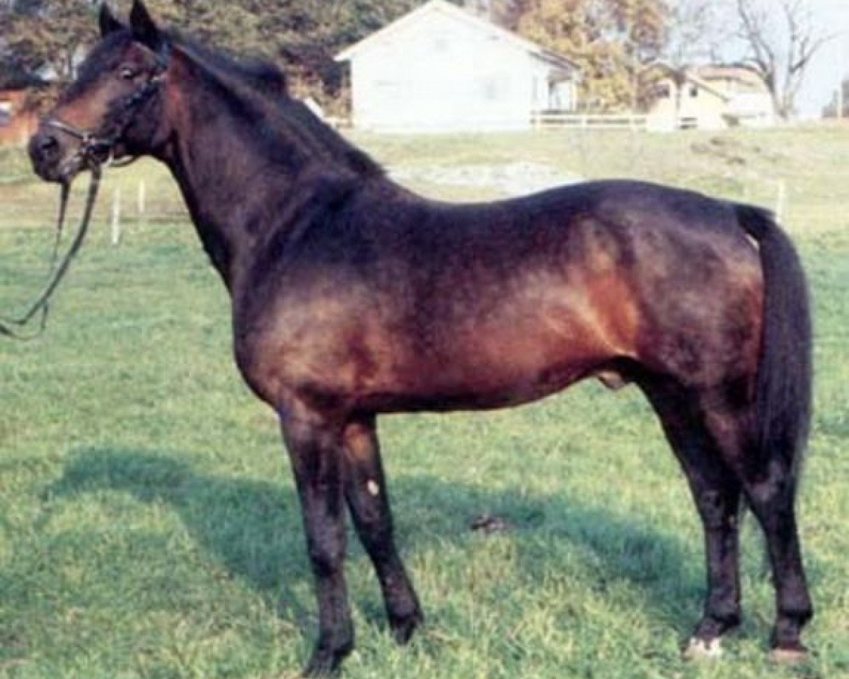 stallion Elizar DH 191 (Danish Warmblood, 1967, from Unikum)