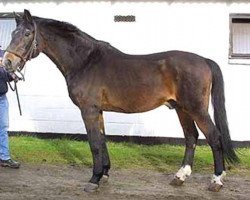 stallion May Sherif 64 FIN (Danish Warmblood, 1972, from Elizar DH 191)