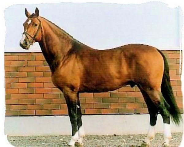 horse Mozart II (Finnish Warmblood, 1988, from May Sherif)