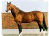 stallion Mozart II (Finnish Warmblood, 1988, from May Sherif 64 FIN)