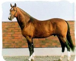 Deckhengst Mozart II (Finnisches Warmblut, 1988, von May Sherif 64 FIN)