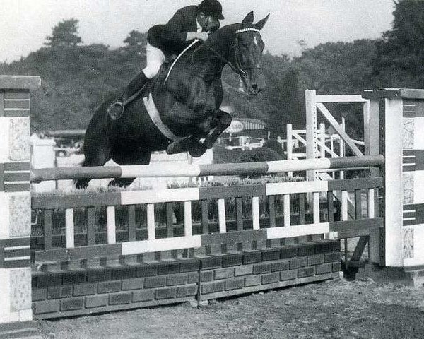 Pferd Margarette (Anglo-Normanne, 1956, von Herquemoulin)