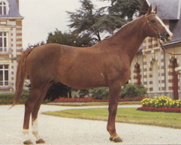 stallion Grand Veneur (Selle Français, 1972, from Amour du Bois)