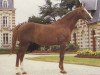 stallion Grand Veneur (Selle Français, 1972, from Amour du Bois)