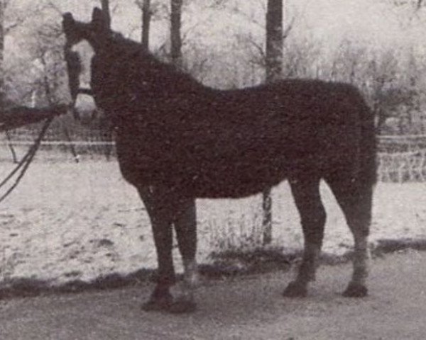 broodmare Zalanta (KWPN (Royal Dutch Sporthorse), 1966, from Sinaeda)