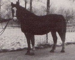 Zuchtstute Zalanta (KWPN (Niederländisches Warmblut), 1966, von Sinaeda)