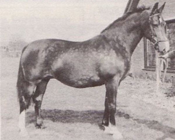 Zuchtstute Lavanta (Koninklijk Warmbloed Paardenstamboek Nederland (KWPN), 1970, von Farn)