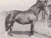 Zuchtstute Lavanta (Koninklijk Warmbloed Paardenstamboek Nederland (KWPN), 1970, von Farn)