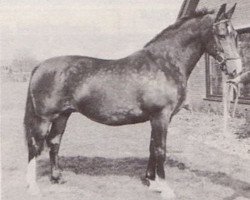 broodmare Lavanta (KWPN (Royal Dutch Sporthorse), 1970, from Farn)