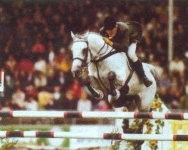 stallion Elanville (Dutch Warmblood, 1986, from Renville)
