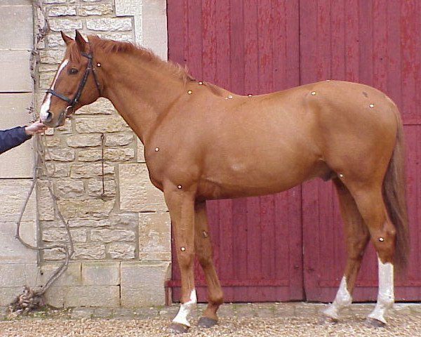 stallion Doris des Halles (Selle Français, 1991, from Type D'Elle)