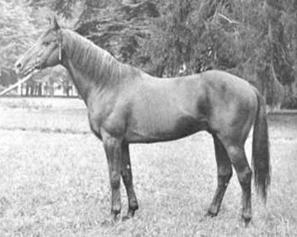 stallion Montfleur xx (Thoroughbred, 1959, from Beau Prince II xx)