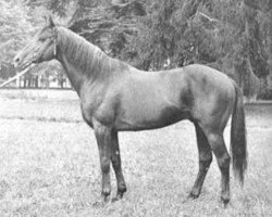 stallion Montfleur xx (Thoroughbred, 1959, from Beau Prince II xx)