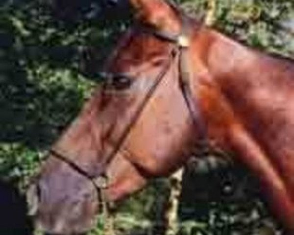 stallion Lyflor AA (Anglo-Arabs, 1964, from Montfleur xx)