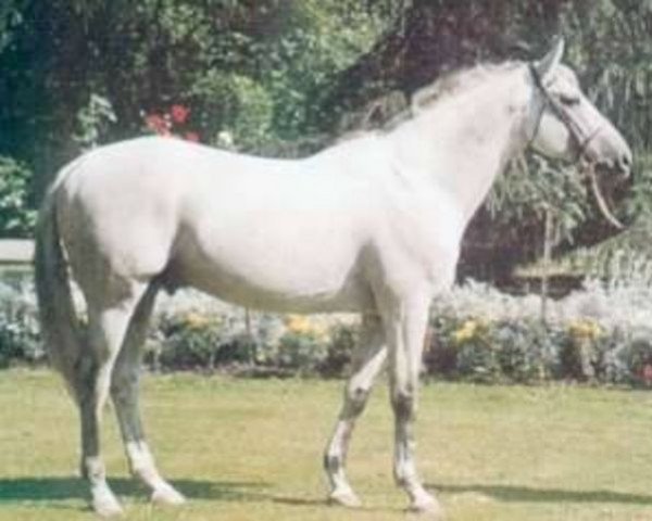 stallion Nouredine du Lirac AA (Anglo-Arabs, 1979, from Lyflor AA)