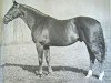 stallion Mossborough xx (Thoroughbred, 1947, from Nearco xx)
