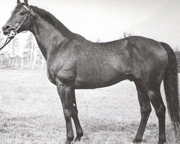 stallion Ballustrade xx (Thoroughbred, 1961, from Ballymoss xx)