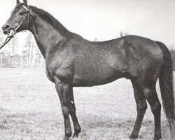 stallion Ballustrade xx (Thoroughbred, 1961, from Ballymoss xx)