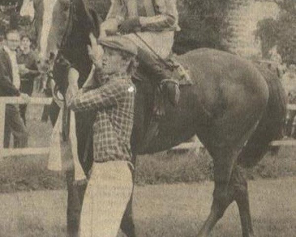 stallion Midas xx (Thoroughbred, 1978, from Ballustrade xx)
