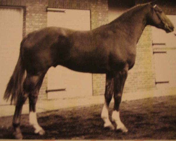 stallion Fleuri du Manoir (Selle Français, 1971, from Ibrahim AN)