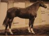 stallion Fleuri du Manoir (Selle Français, 1971, from Ibrahim AN)